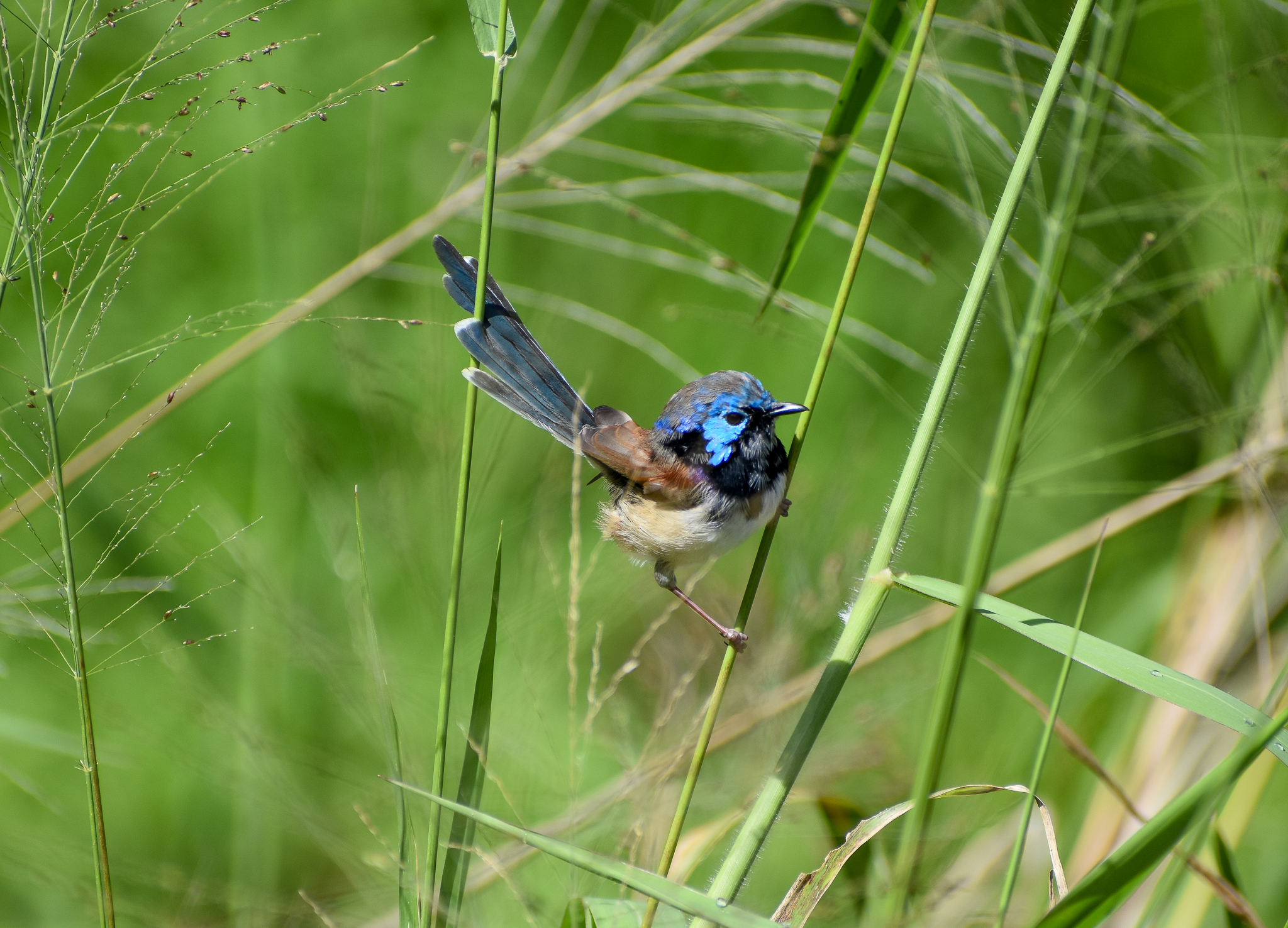 Variegated Fairywren