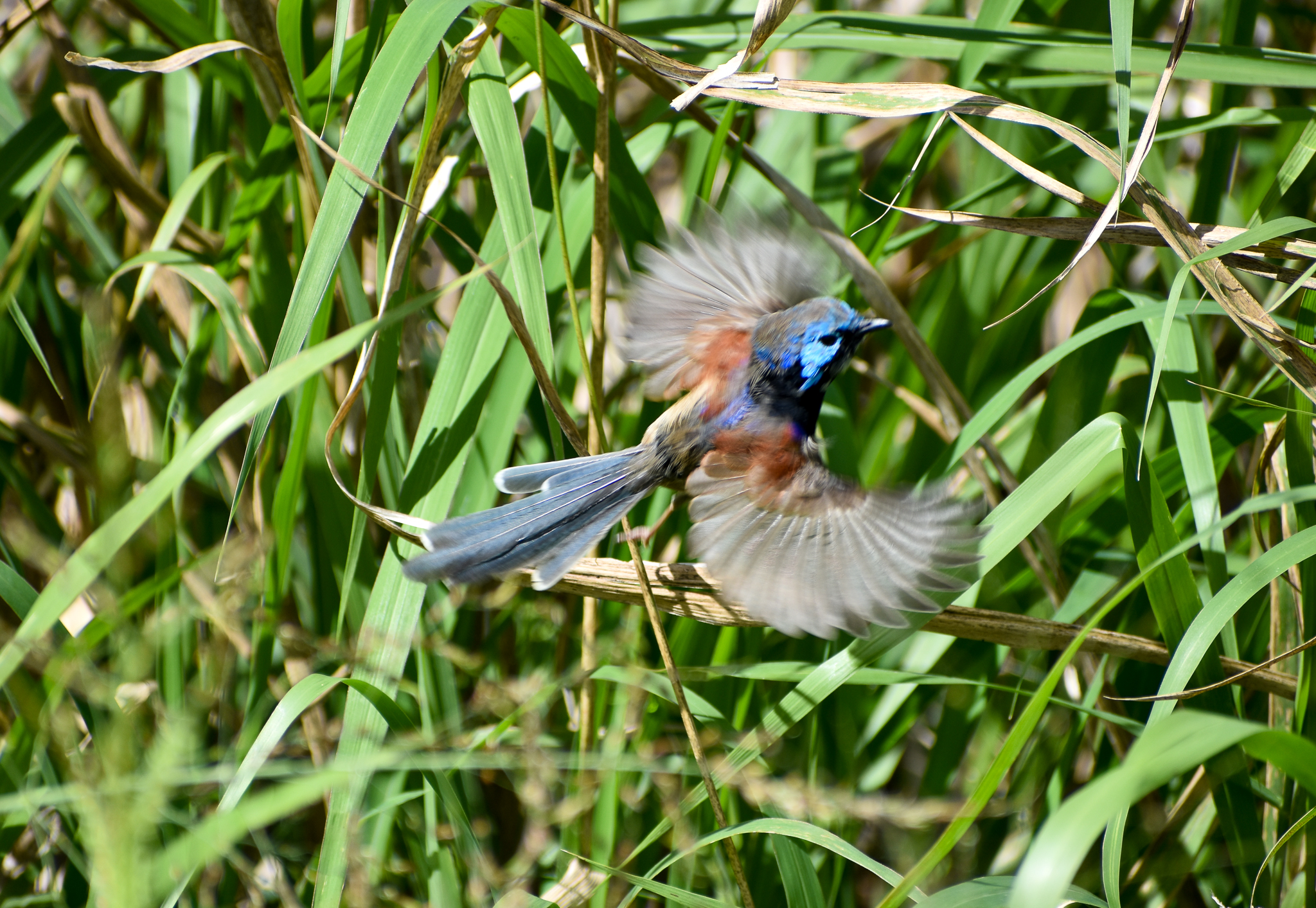 Variegated Fairywren