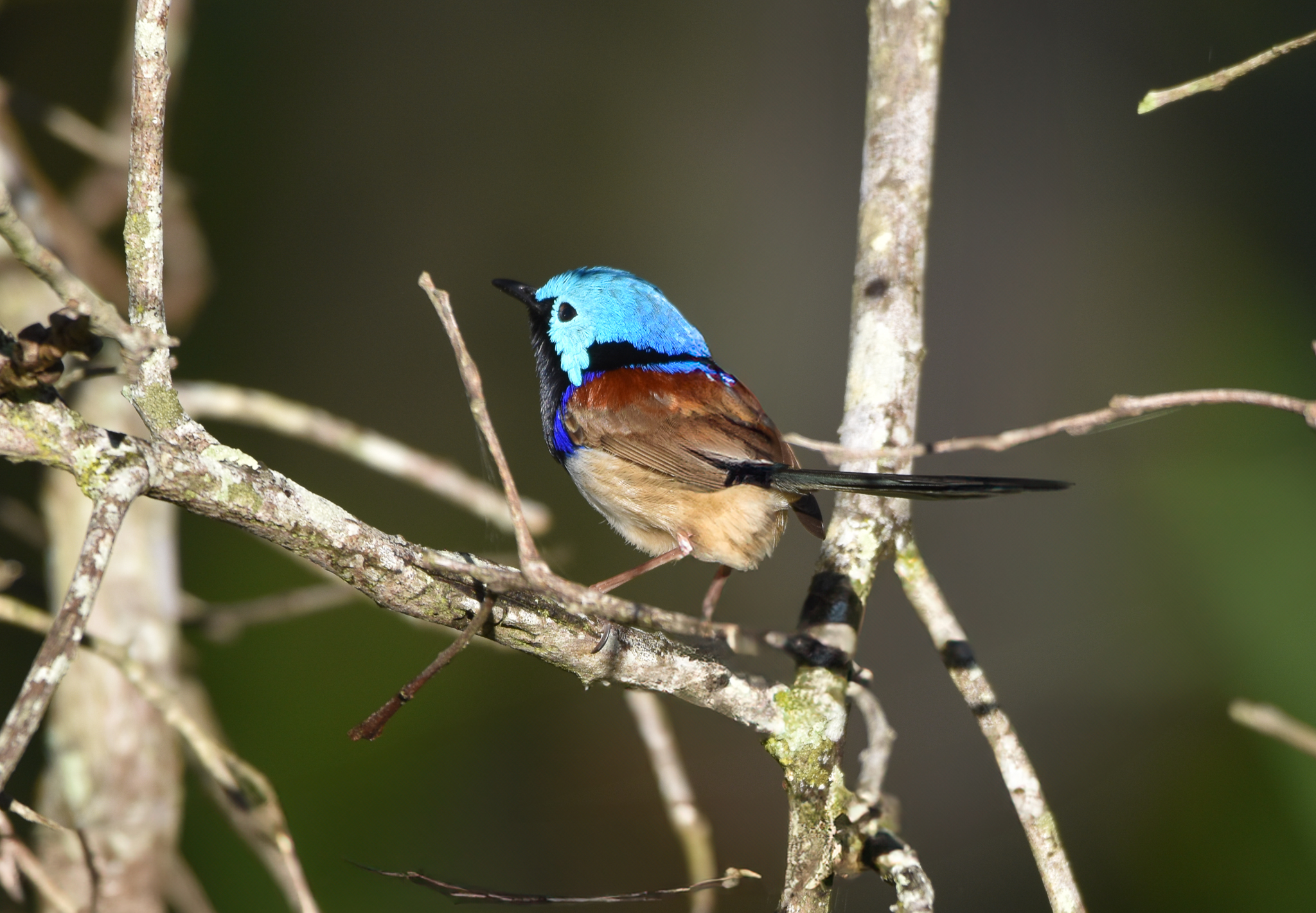 Variegated Fairywren
