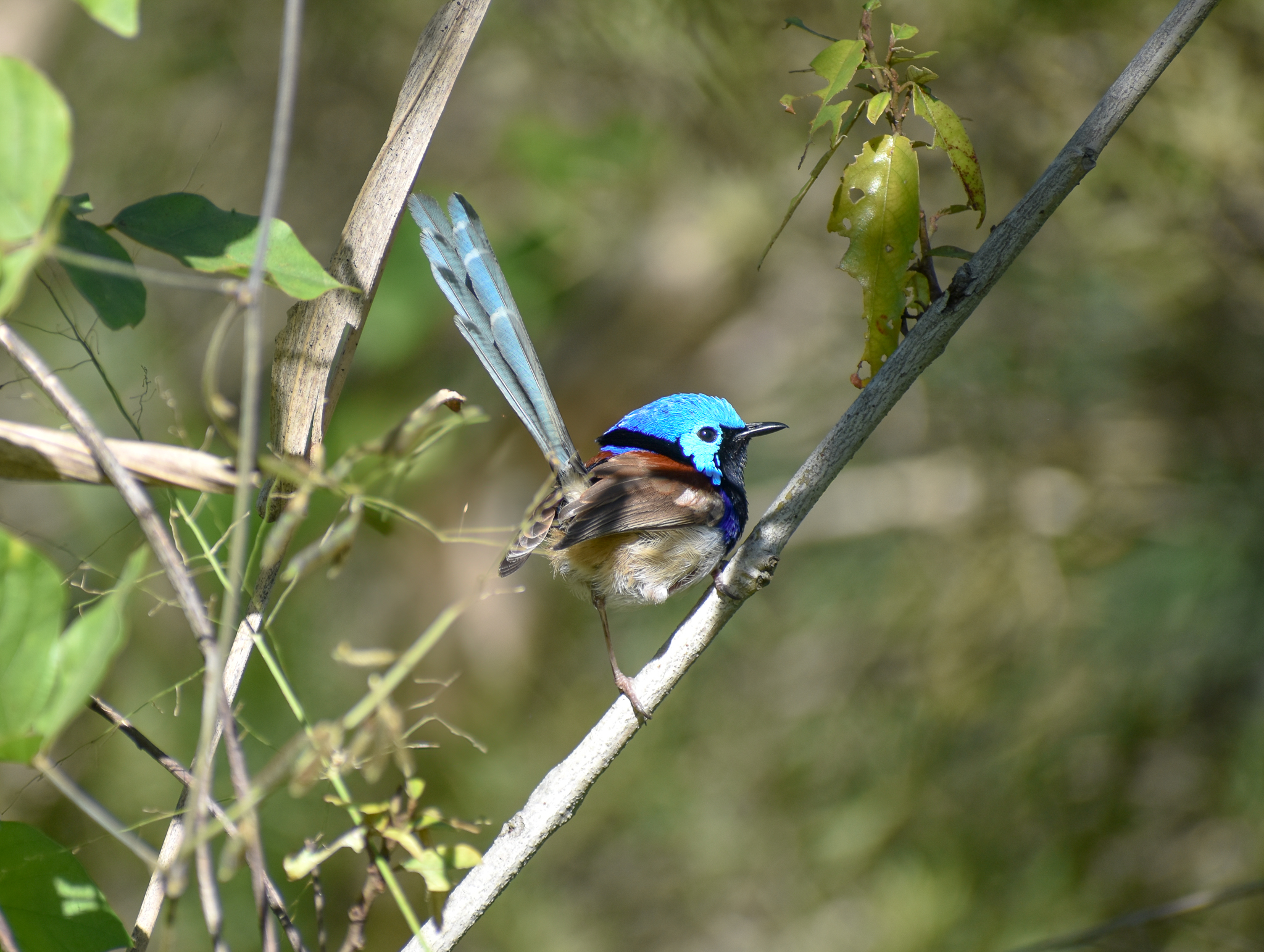 Variegated Fairywren