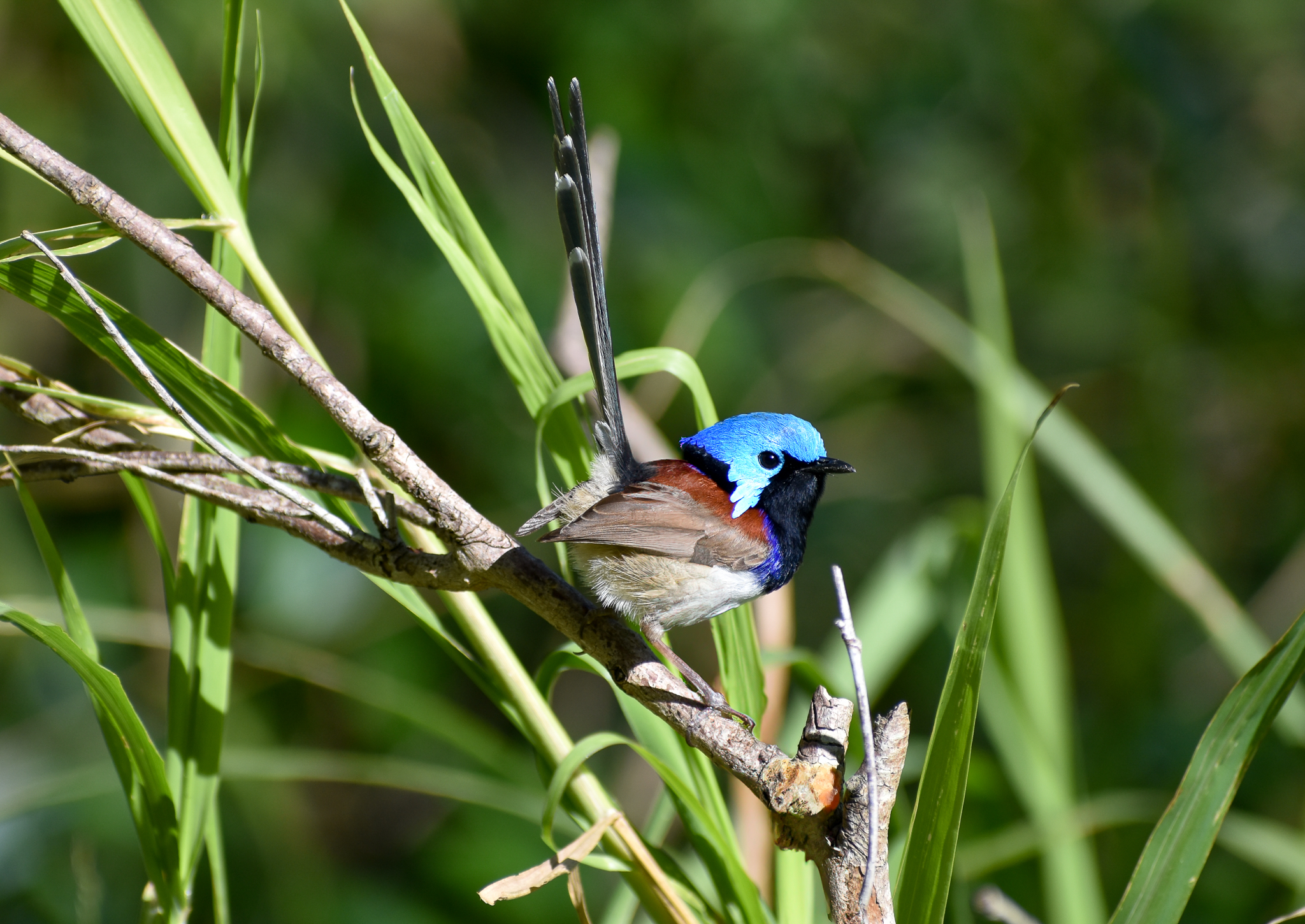 Variegated Fairywren