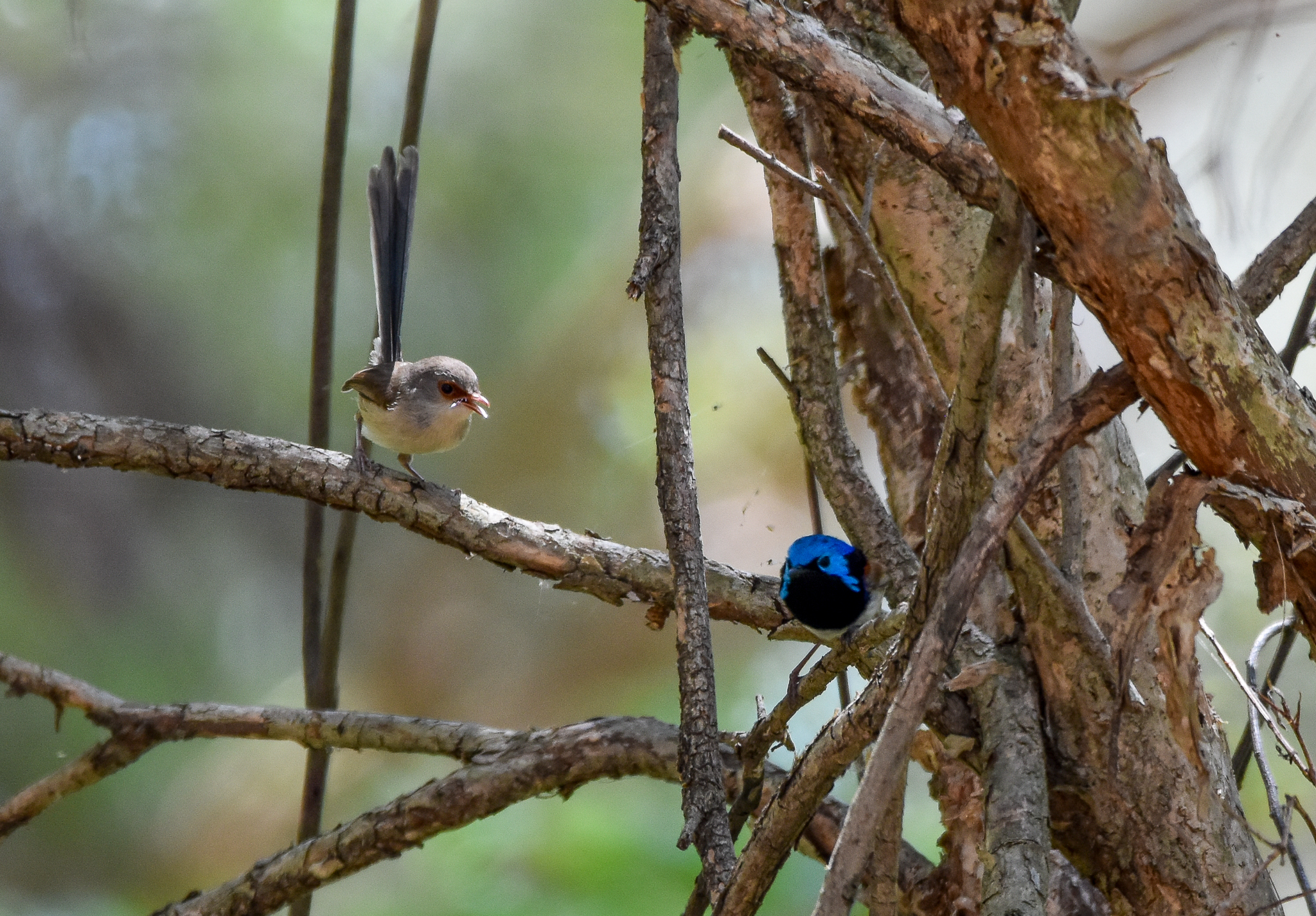 Variegated Fairywrens (male and female)