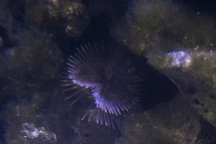 Variegated feather duster (Bispira melanostigma)