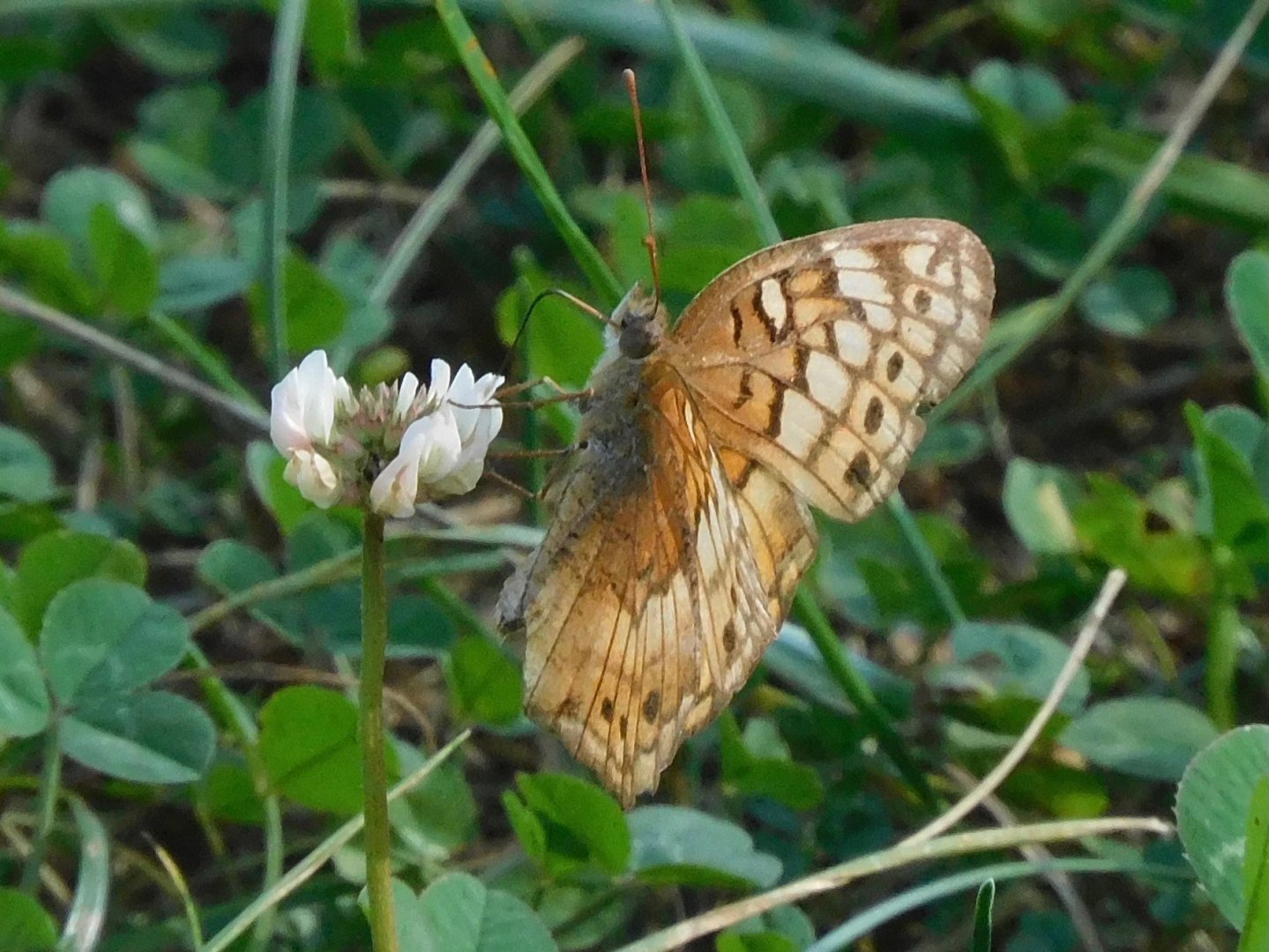 variegated fritillary