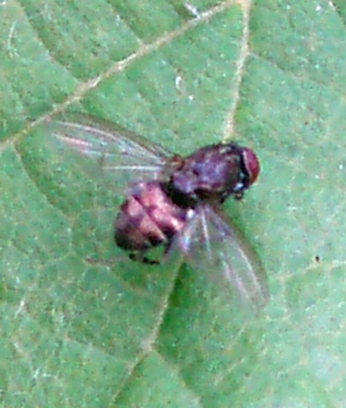 Variegated Fruit Fly (Amiota variegata)