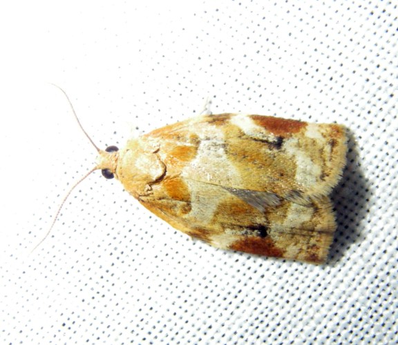 Variegated Golden Tortrix (Archips xylosteana)