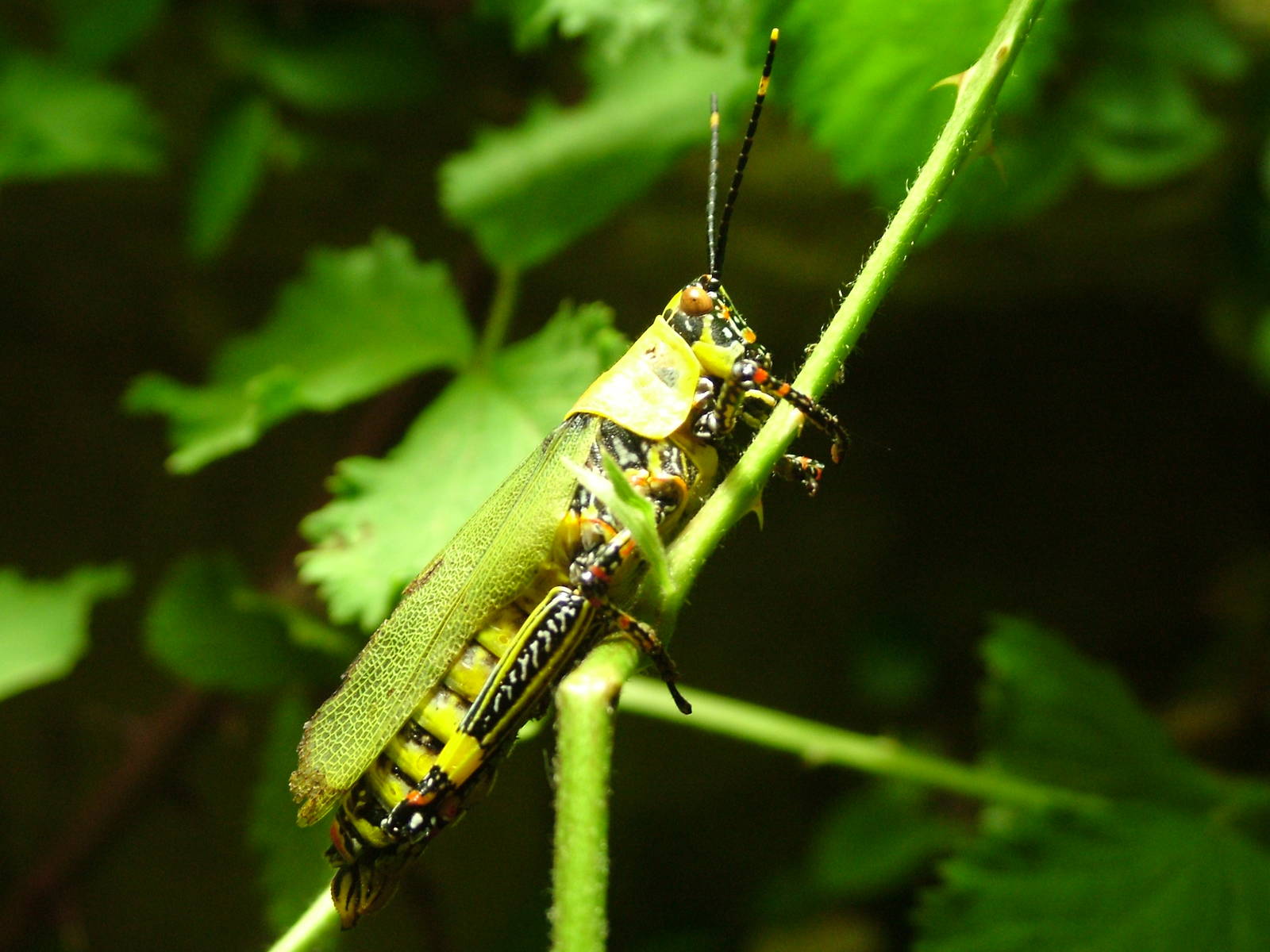 Variegated Grasshopper at Aquazoo 14/05/09