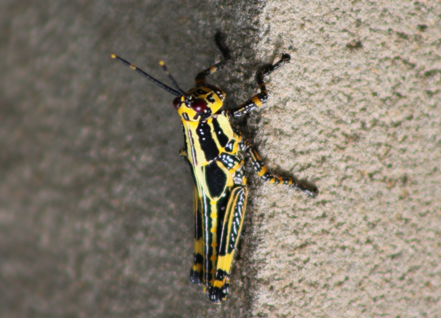 Variegated grasshopper - Zonocera variegatus