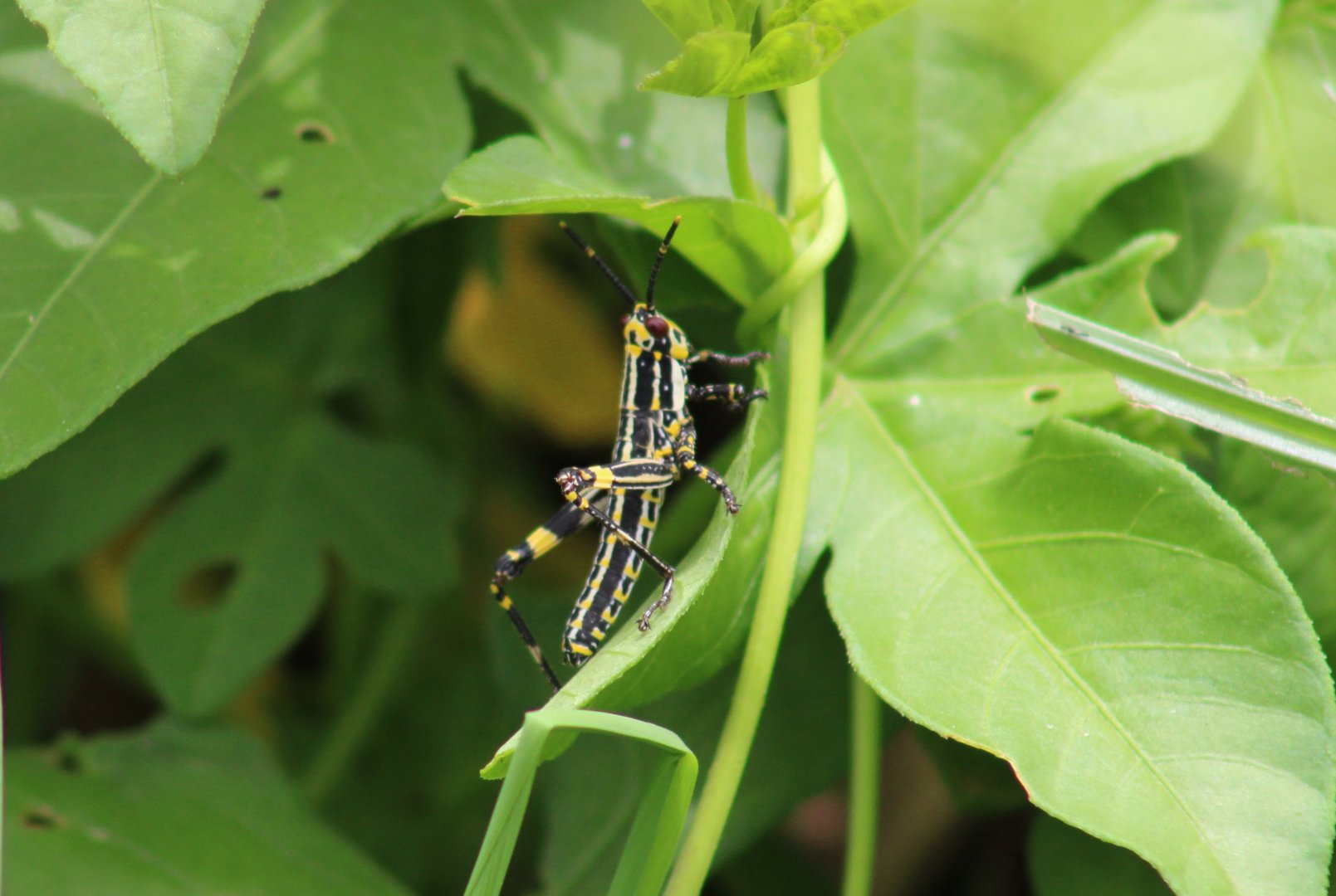 Variegated grasshopper - Zonocera variegatus