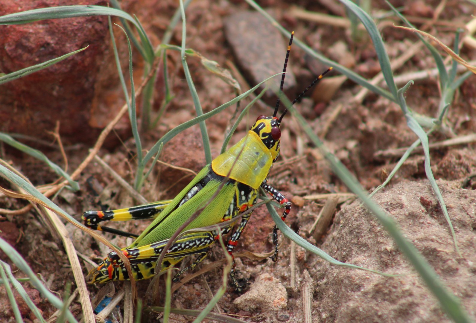 Variegated grasshopper - Zonocera variegatus