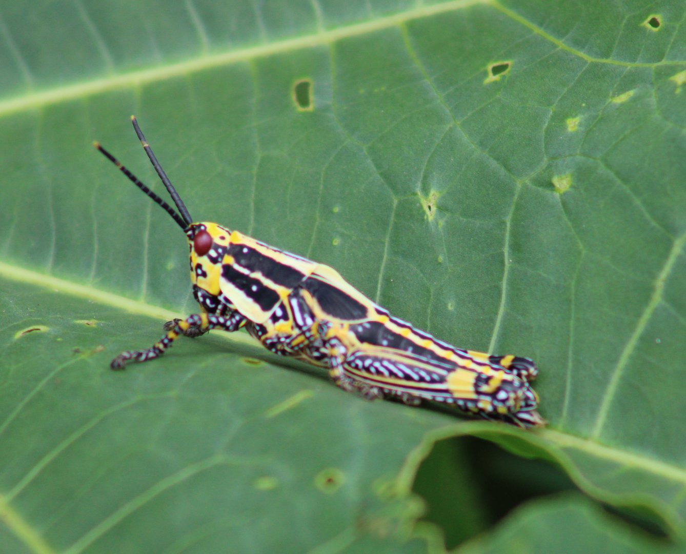 Variegated grasshopper - Zonocera variegatus