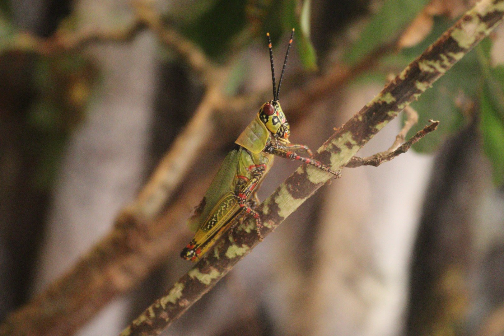 Variegated grasshopper (Zonocerus variegatus) BugParc 08/2024