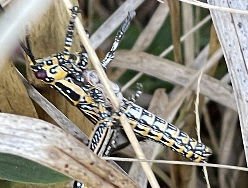 Variegated grasshopper