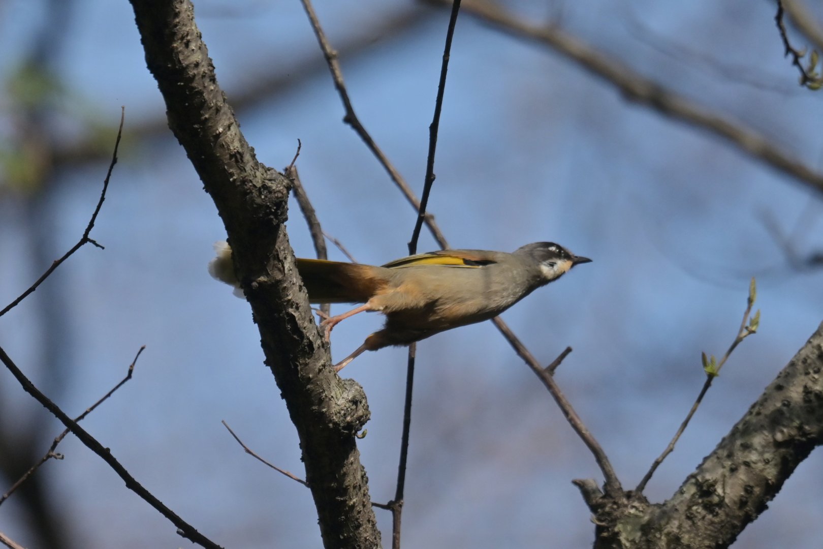 Variegated Laughingthrush Trochalopteron variegatum