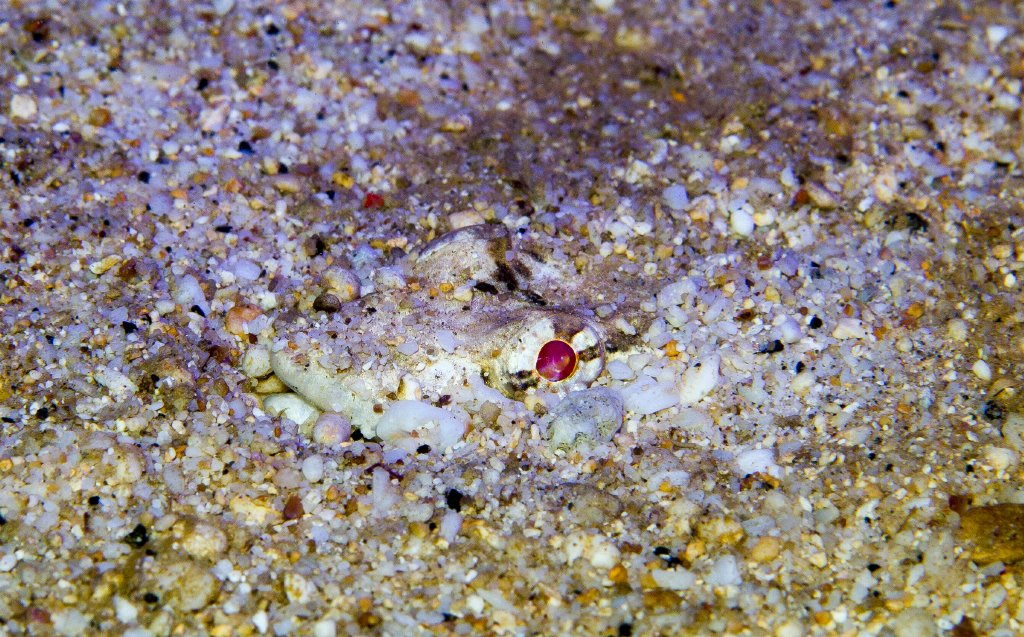 Variegated Lizardfish buried under the sand