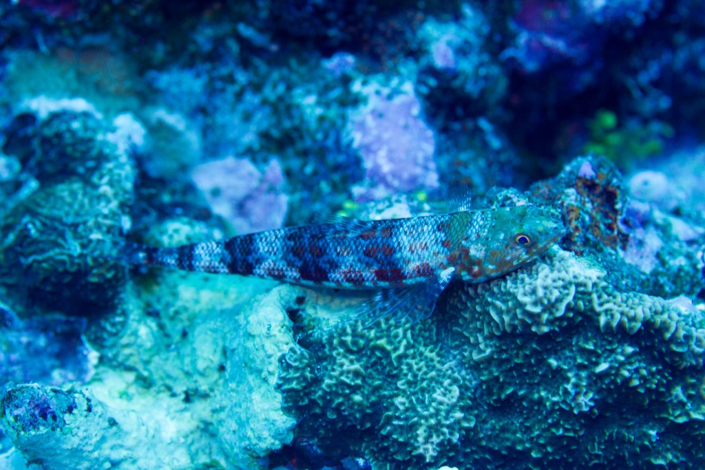 Variegated Lizardfish