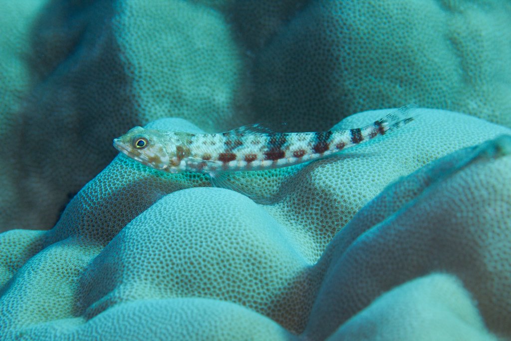 Variegated Lizardfish