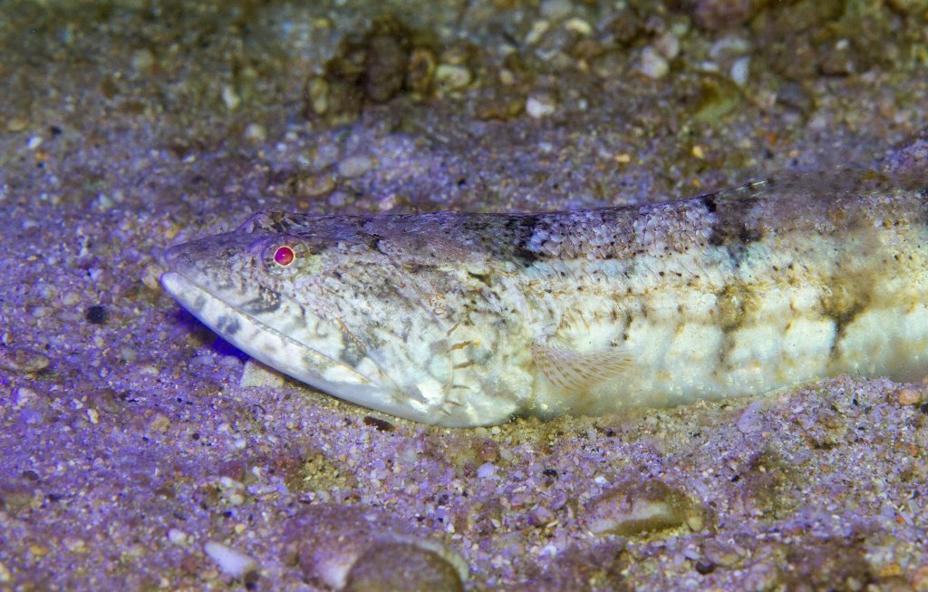 Variegated Lizardfish
