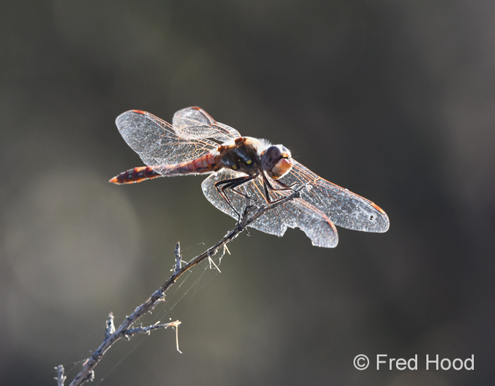 variegated meadowhawk