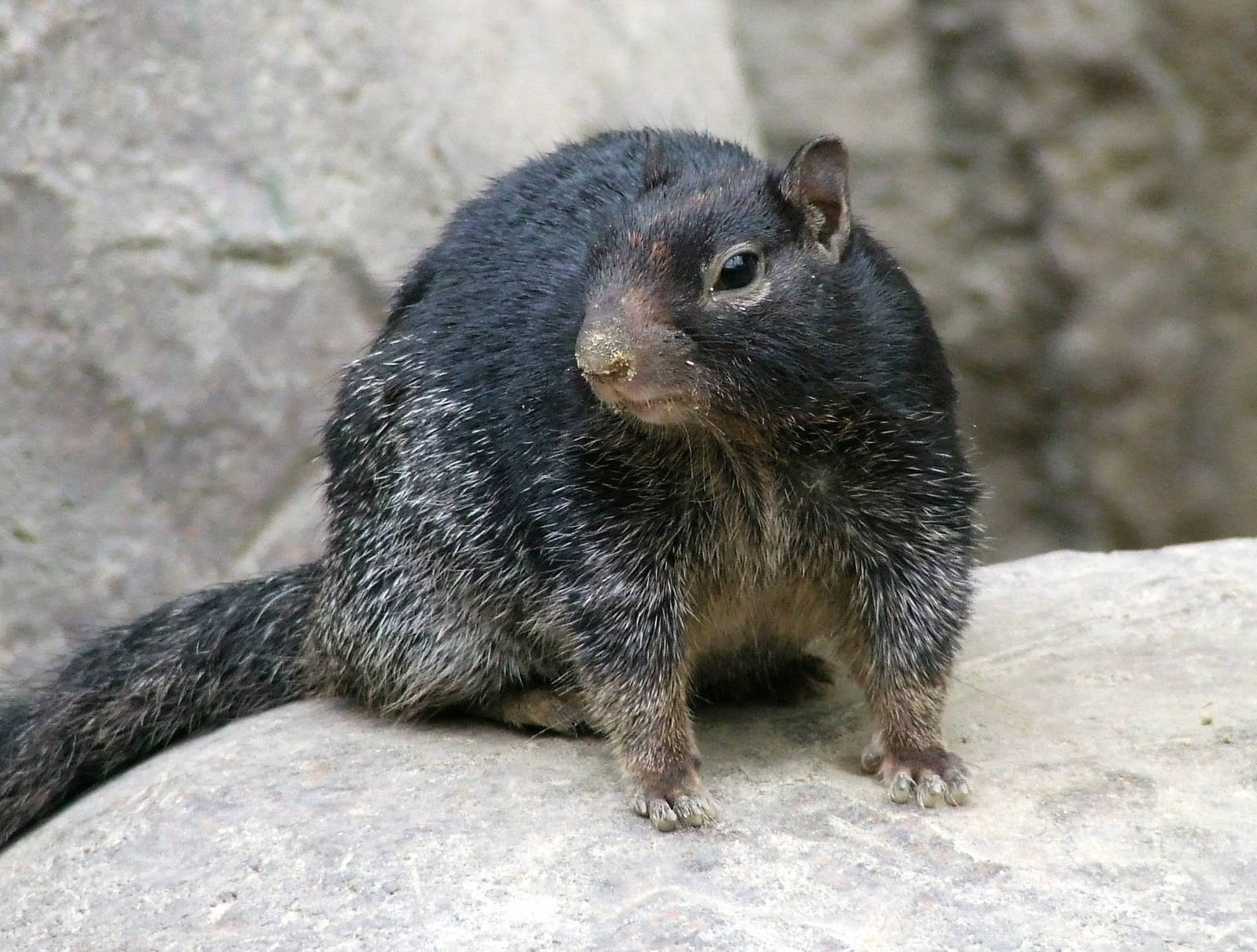 Variegated Rock Squirrel, Oceanium
