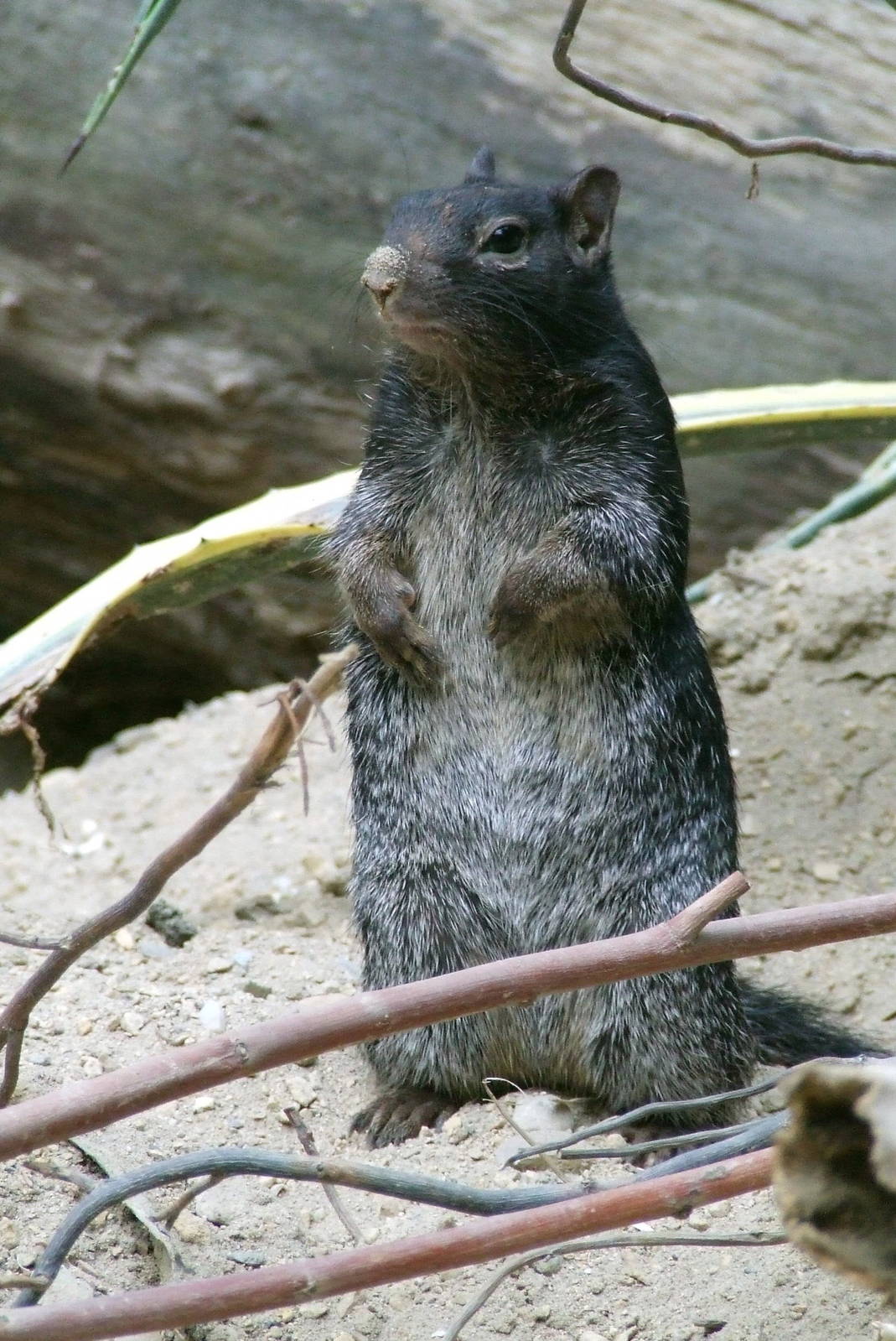 Variegated Rock Squirrel, Oceanium