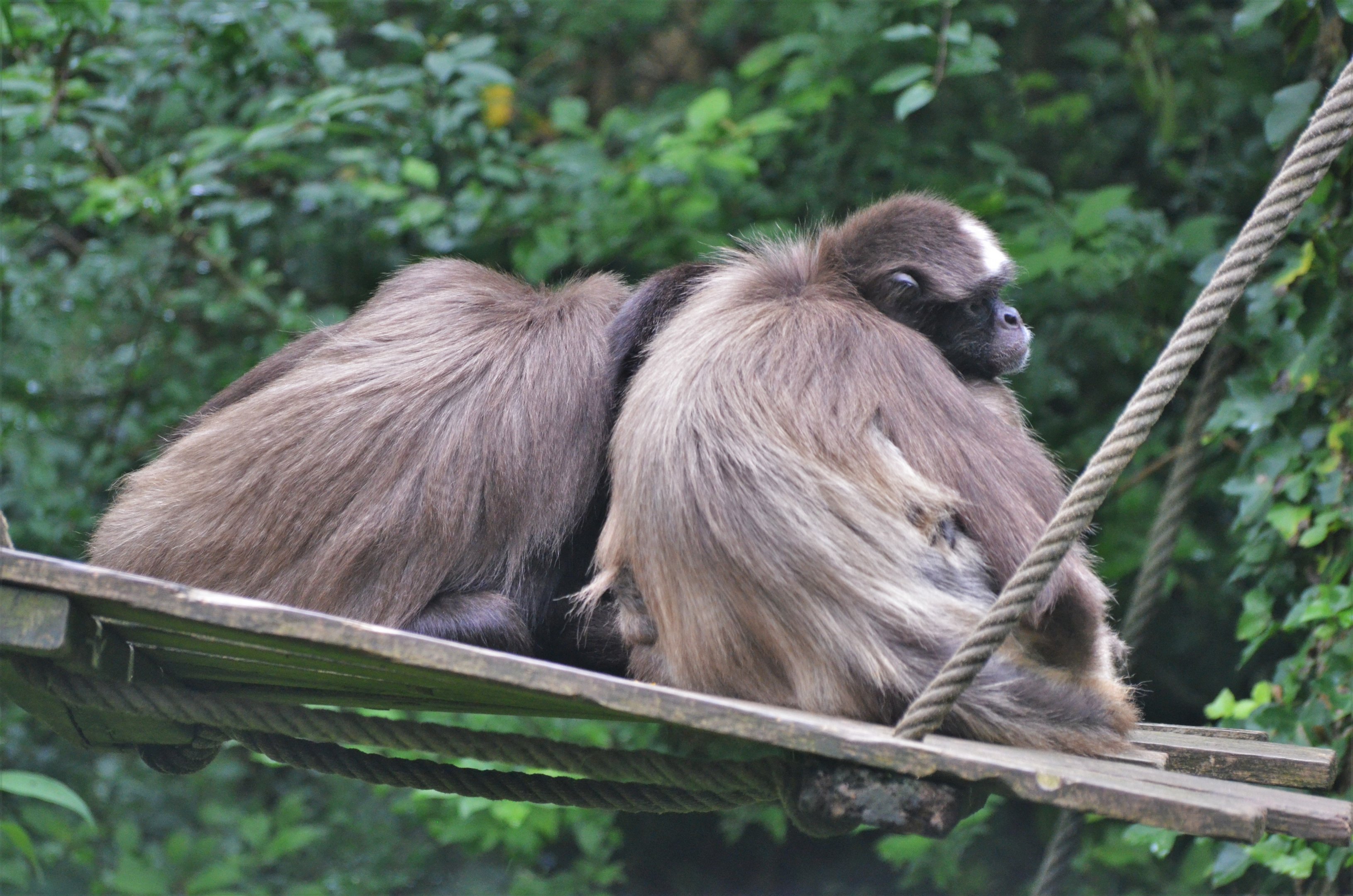Variegated Spider Monkey at Doué-la-Fontaine, 15/06/18