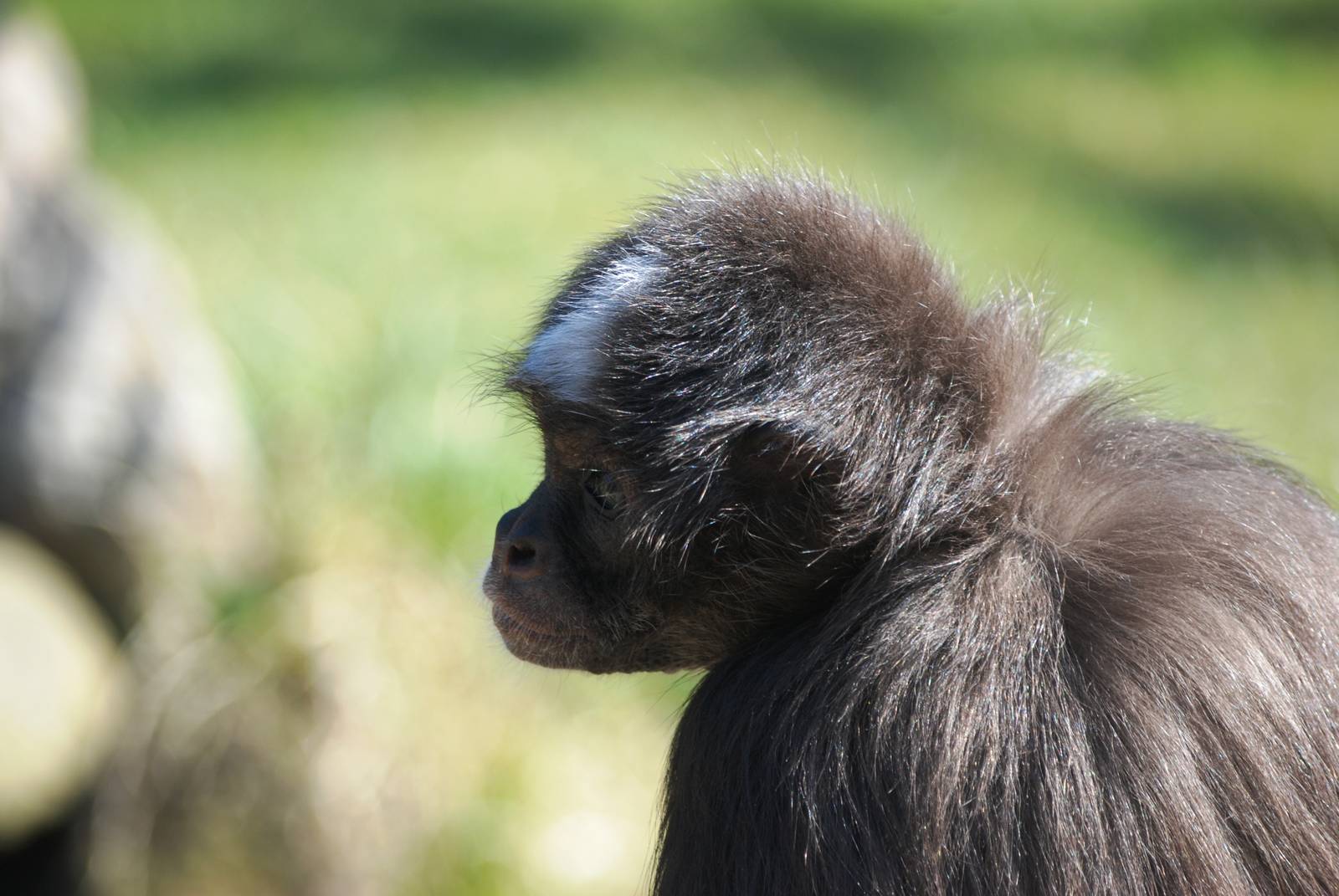 Variegated Spider Monkey at Erfurt, 18/03/15