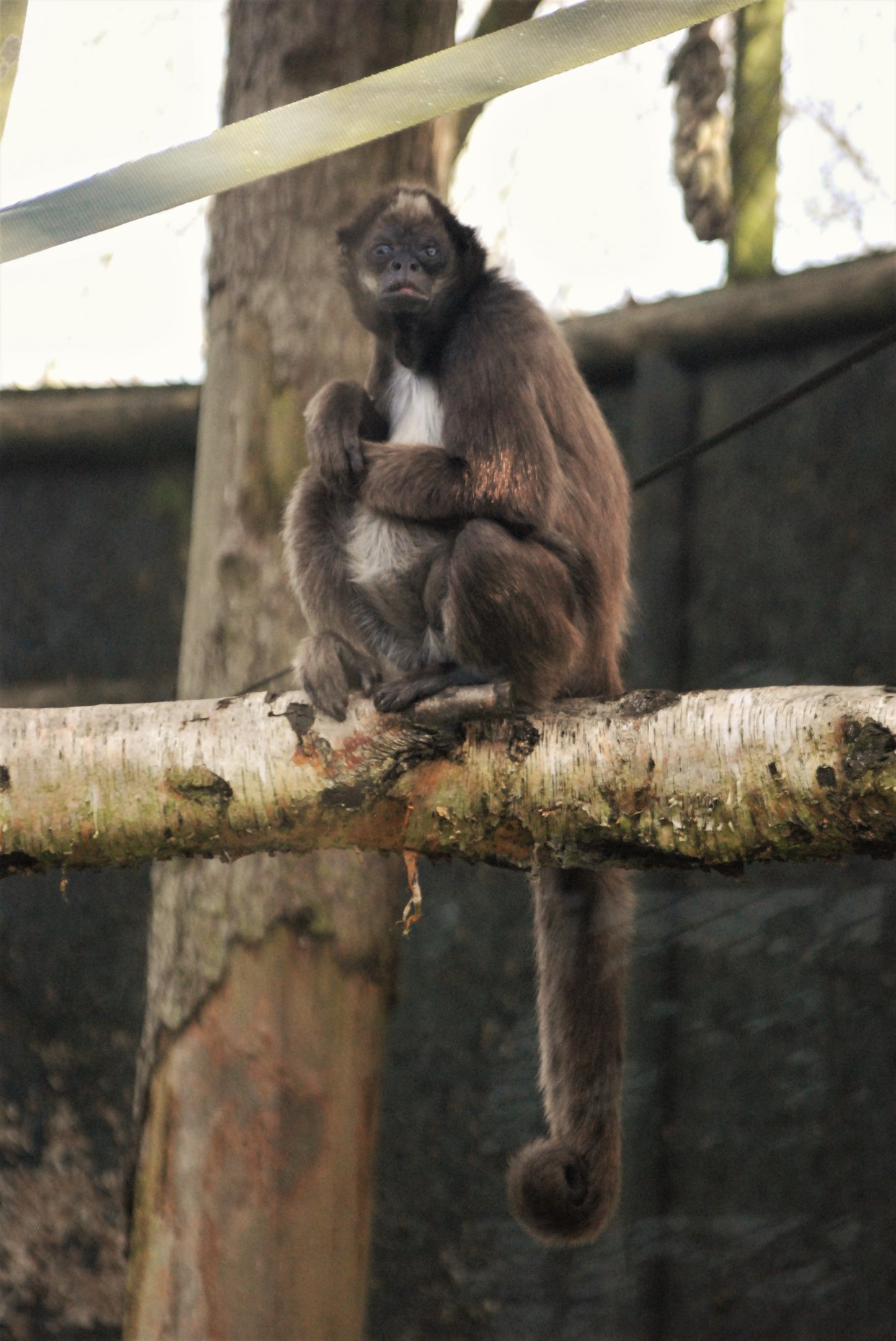 Variegated Spider Monkey at Twycross, November 1st 2020