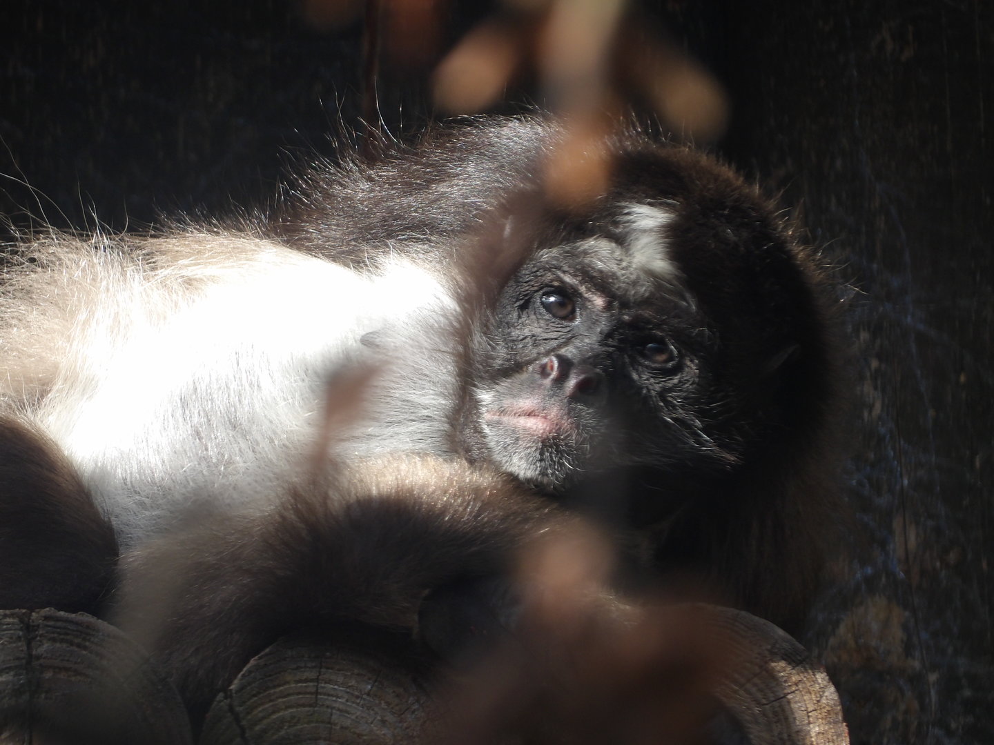 Variegated Spider Monkey (Ateles hybridus)