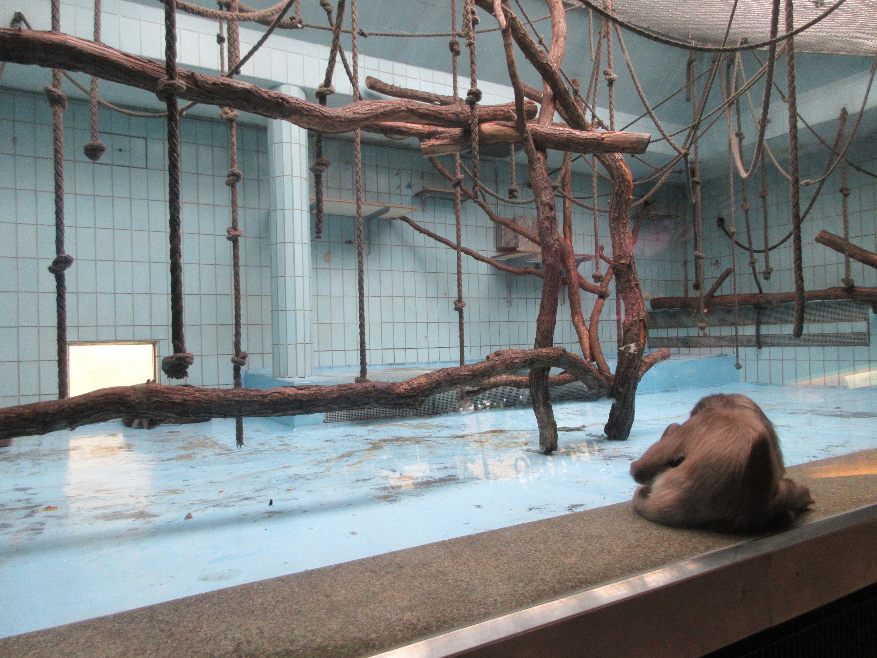 Variegated Spider Monkey + Blue Tiles!