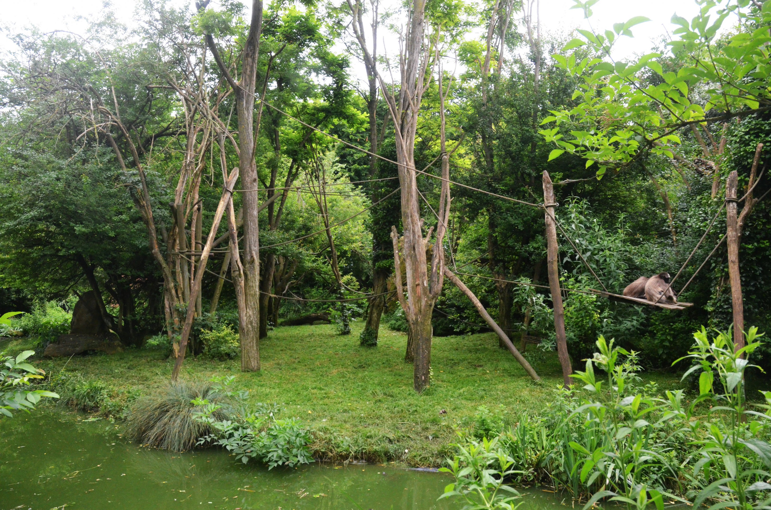Variegated Spider Monkey Enclosure at Doué-la-Fontaine, 15/06/18