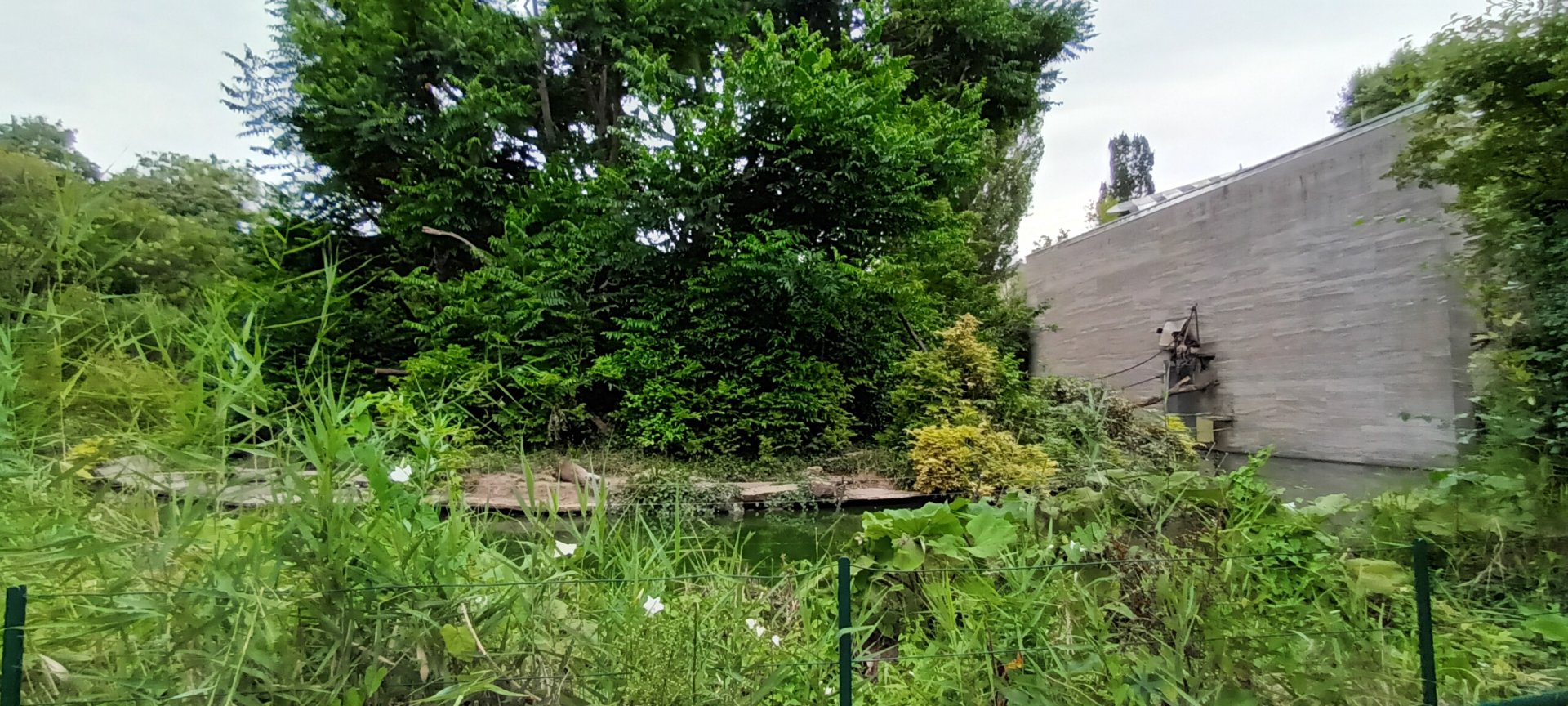 Variegated spider Monkey Island