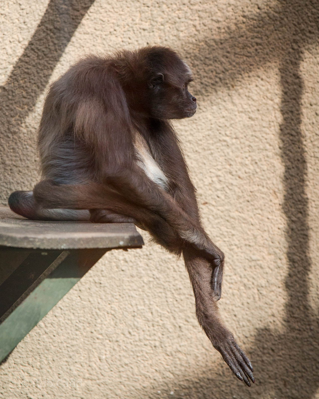 Variegated spider monkey : Twycross : 03 Oct 2014