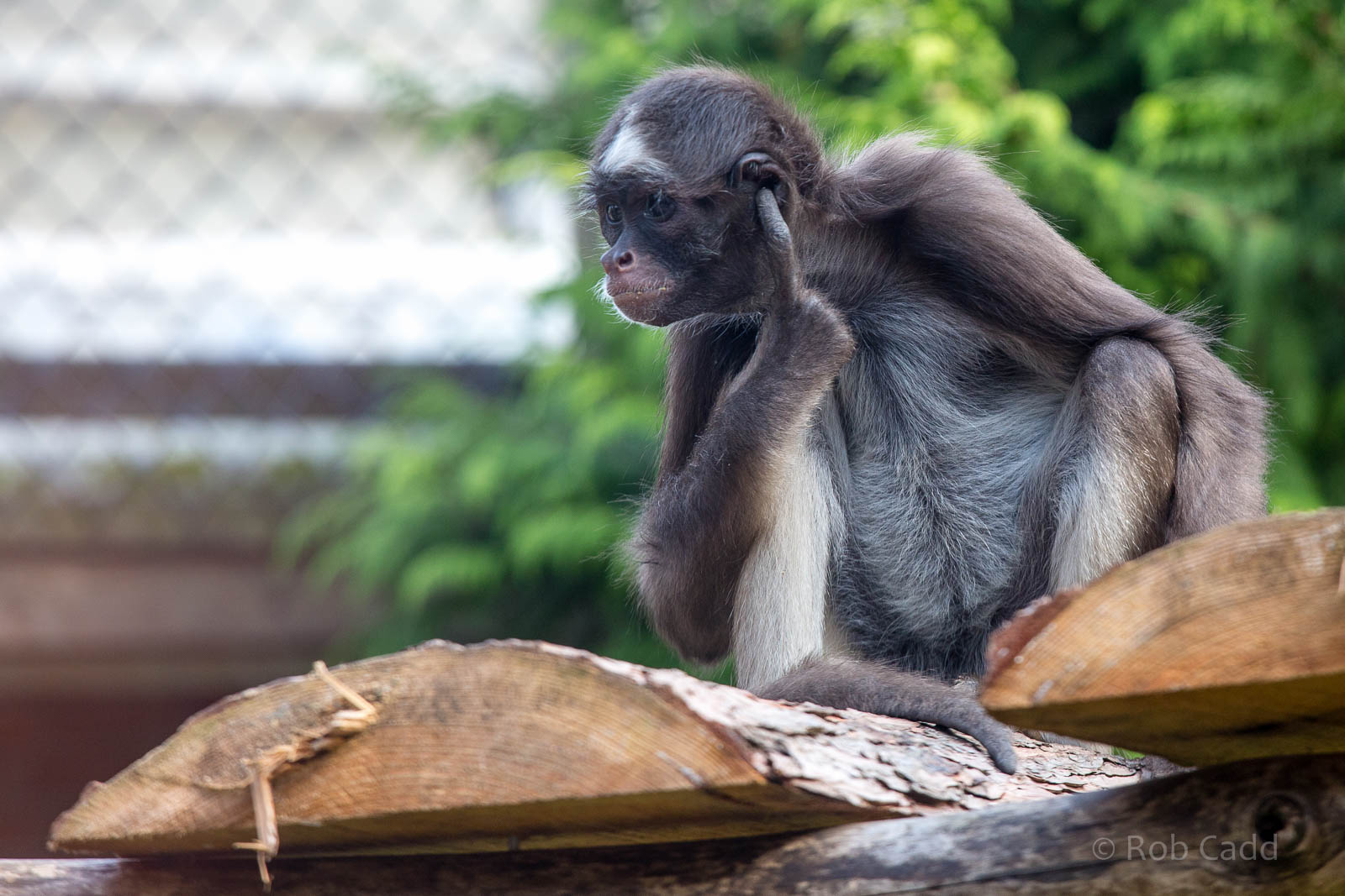 Variegated spider monkey : Twycross : 03 Oct 2014