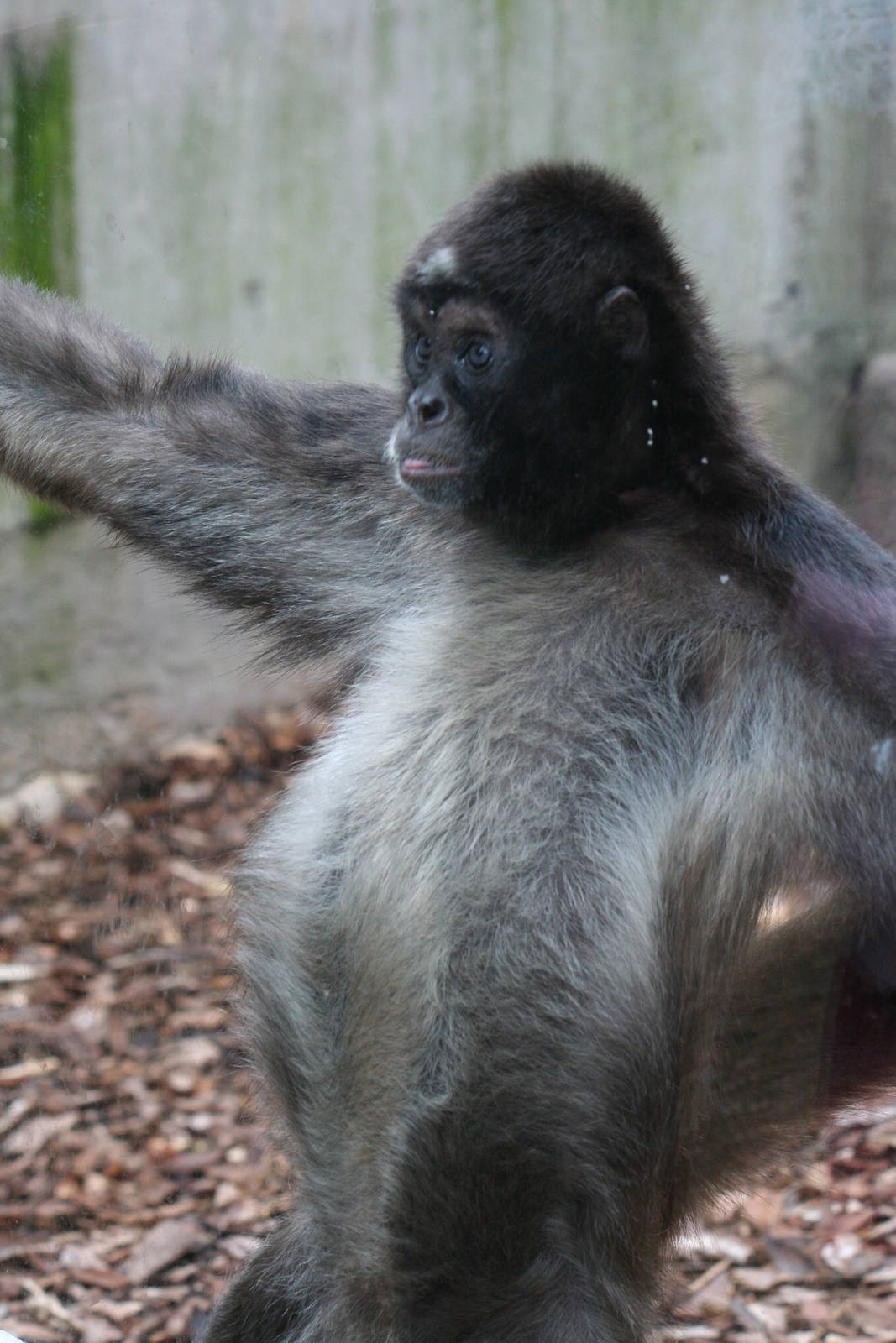 Variegated spider monkey
