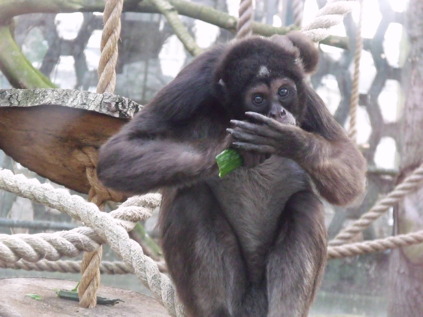 variegated spider monkey