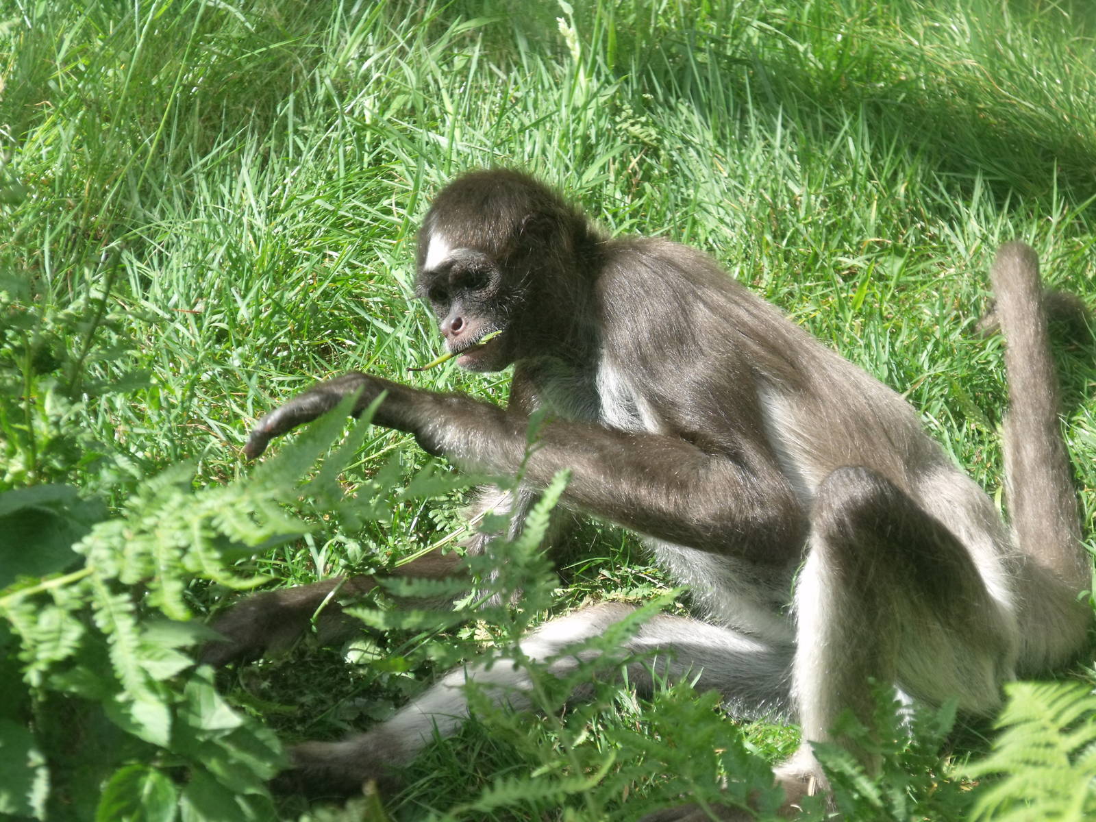 Variegated Spider Monkey