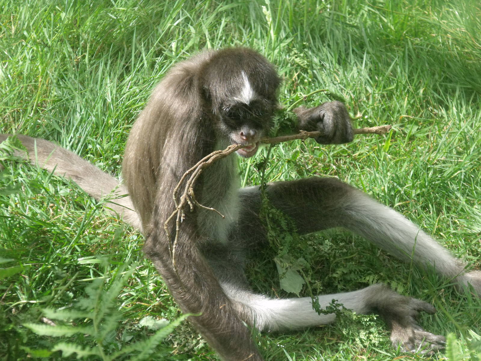 Variegated Spider Monkey