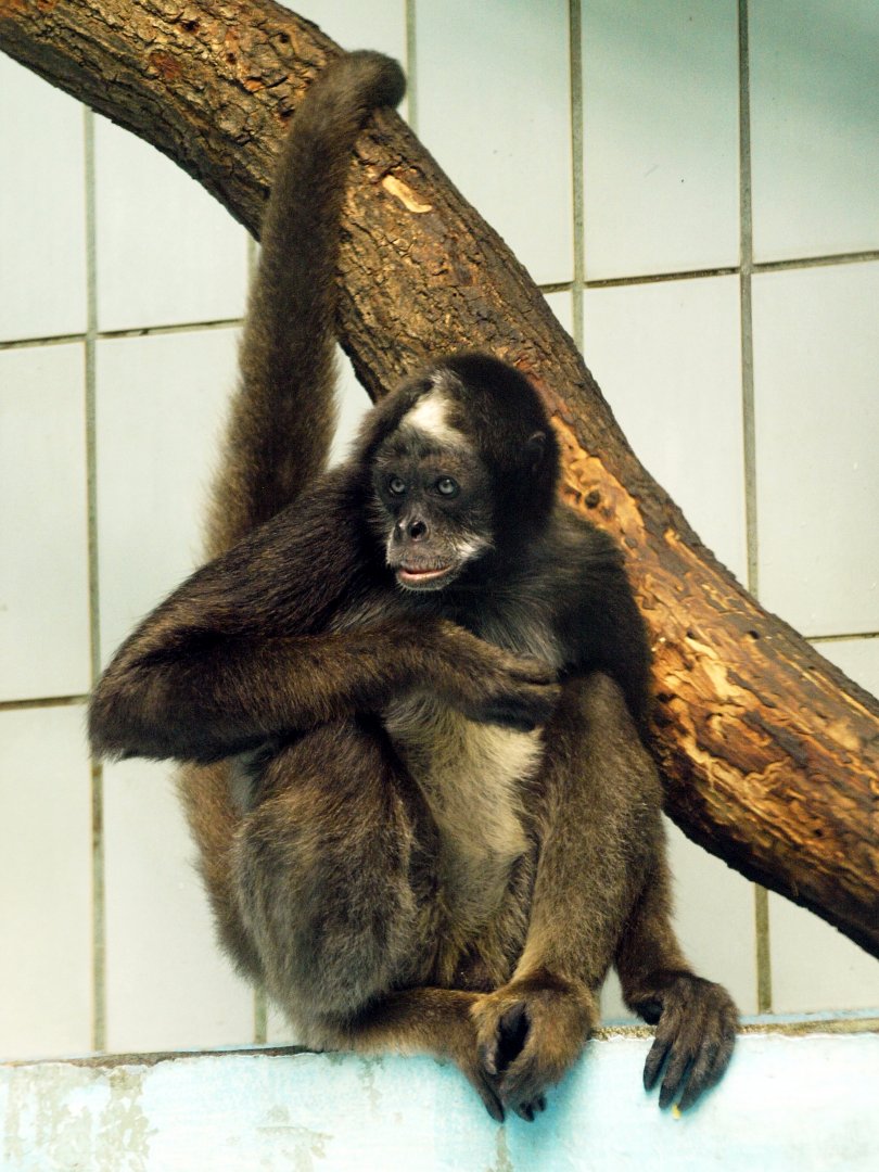 Variegated spider monkey