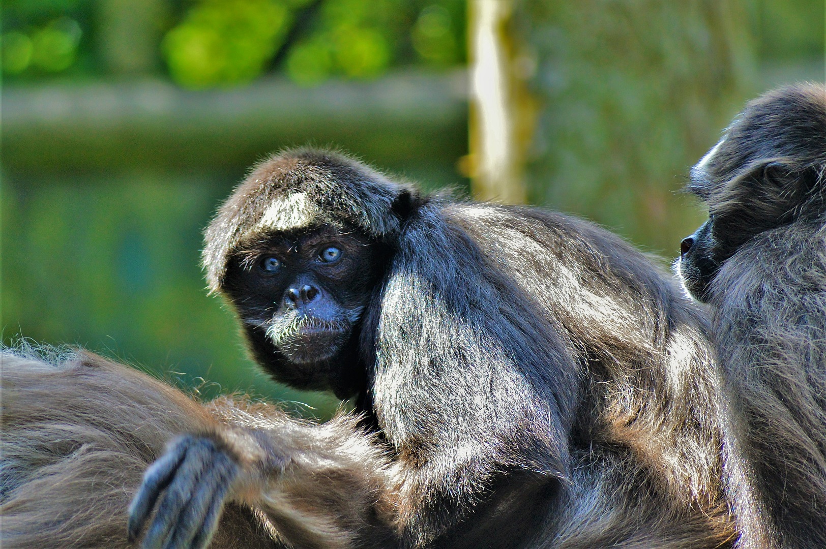 Variegated spider monkey