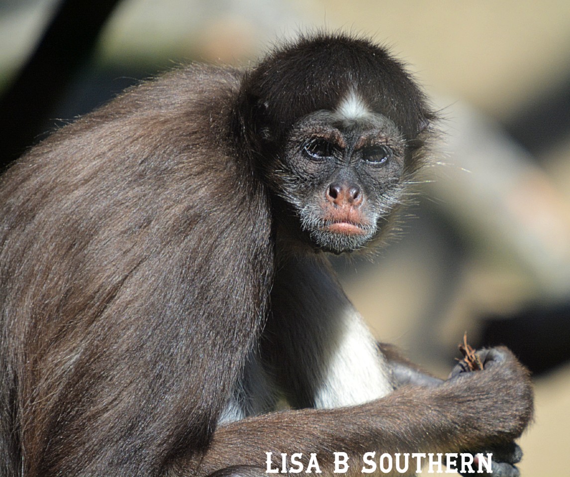 Variegated Spider Monkey