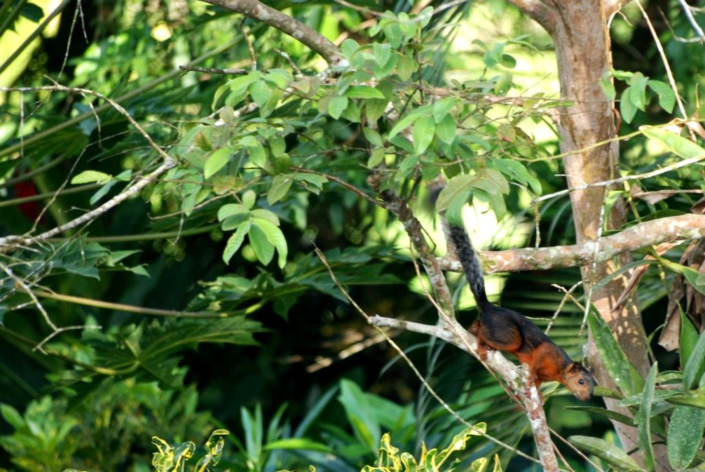 Variegated Squirrel in La Fortuna, 19/04/14