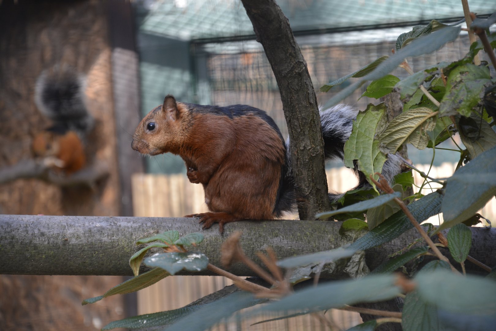 Variegated squirrel - November 2018