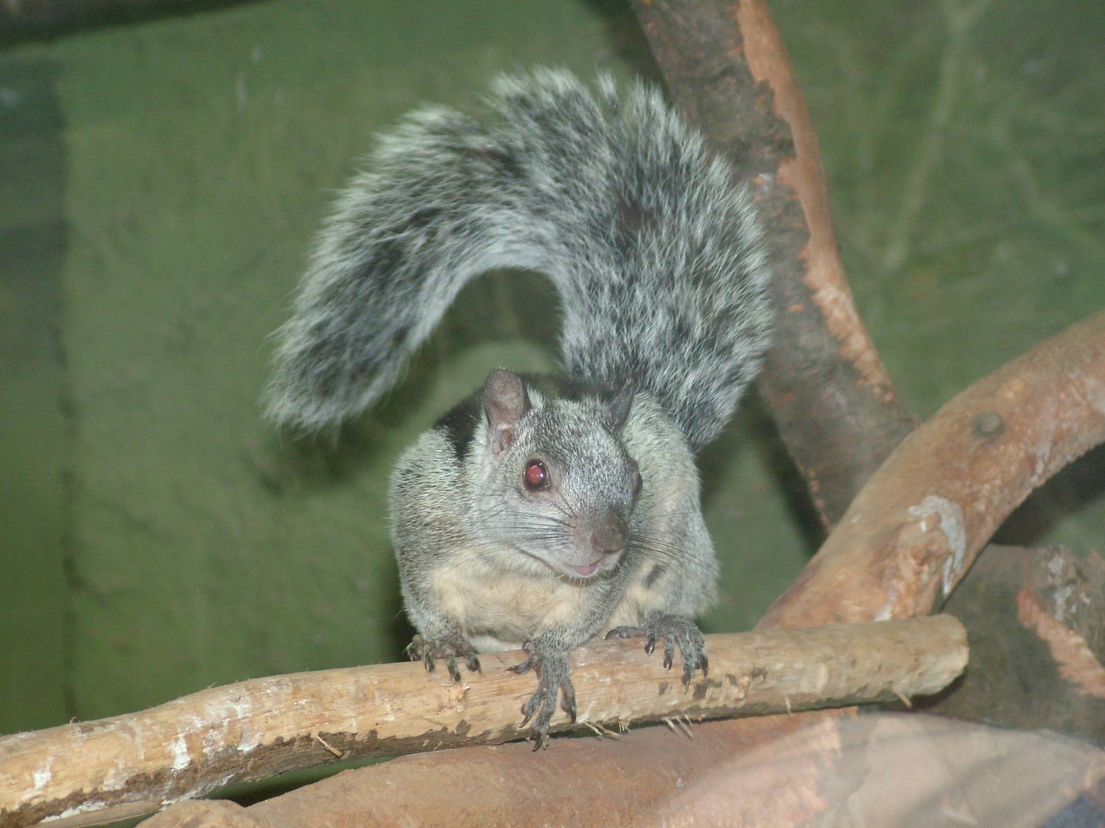 Variegated Squirrel (Sciurus variegatoides) at Munich Zoo 2006
