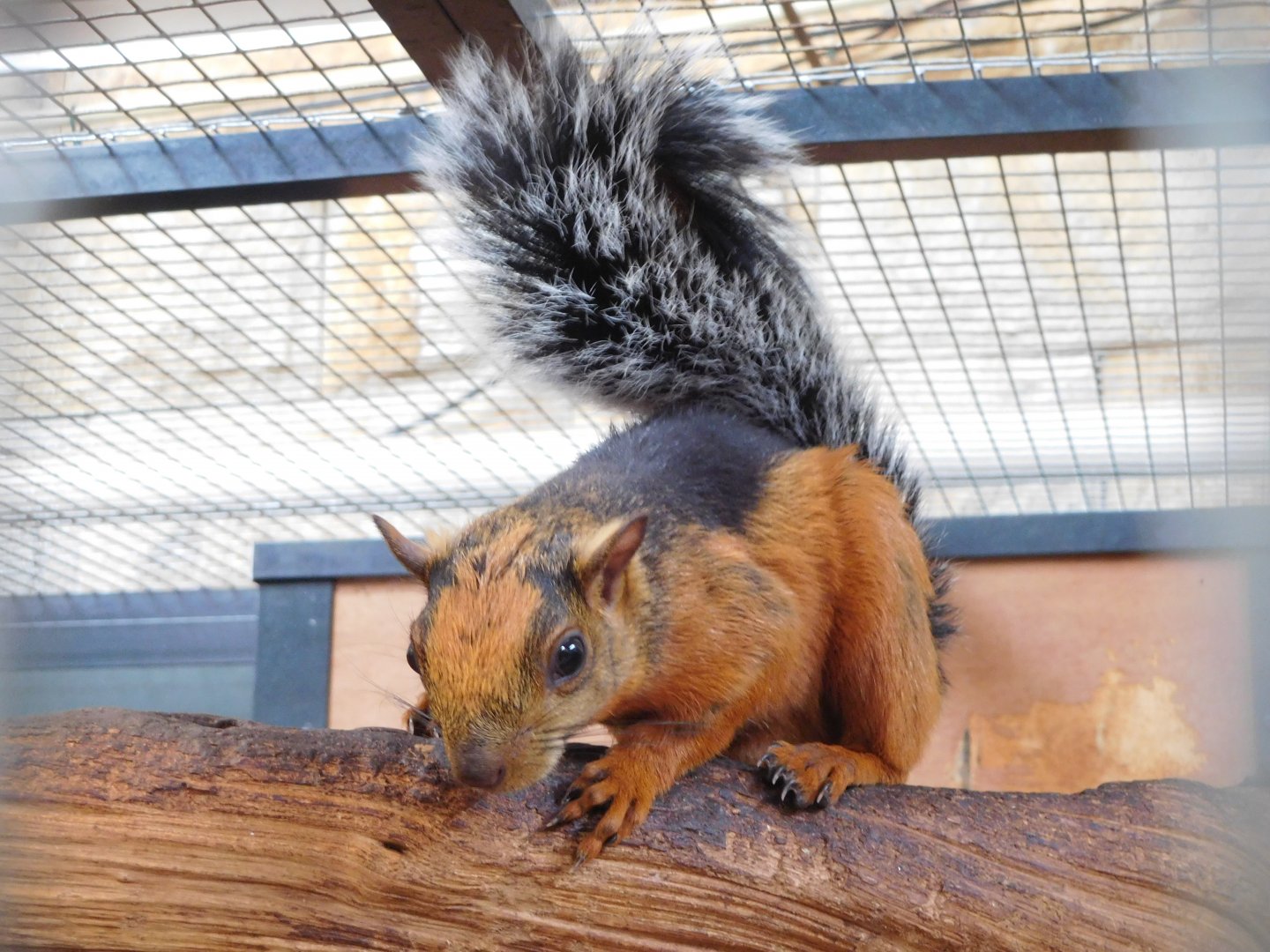 Variegated squirrel (Sciurus variegatoides atrirufus)