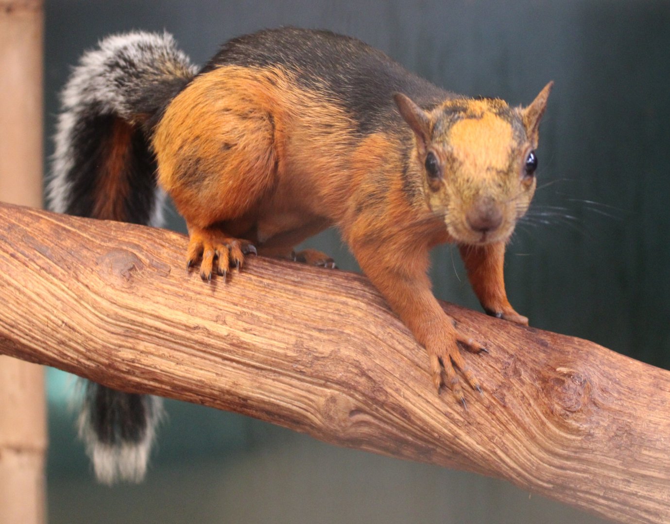 Variegated squirrel - Sciurus variegatoides atrirufus