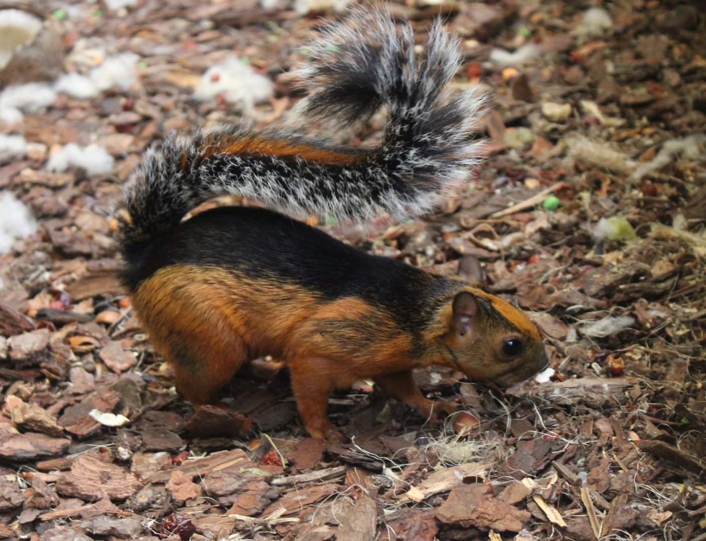 Variegated squirrel - Sciurus variegatoides atrirufus