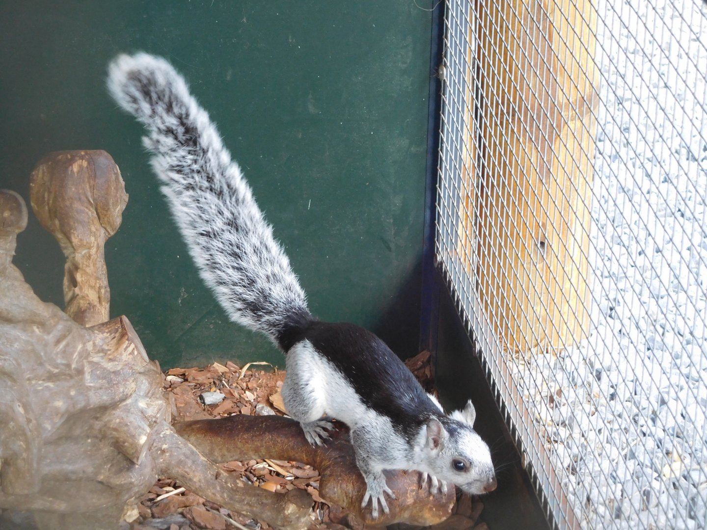 Variegated squirrel (Sciurus variegatoides dorsalis)