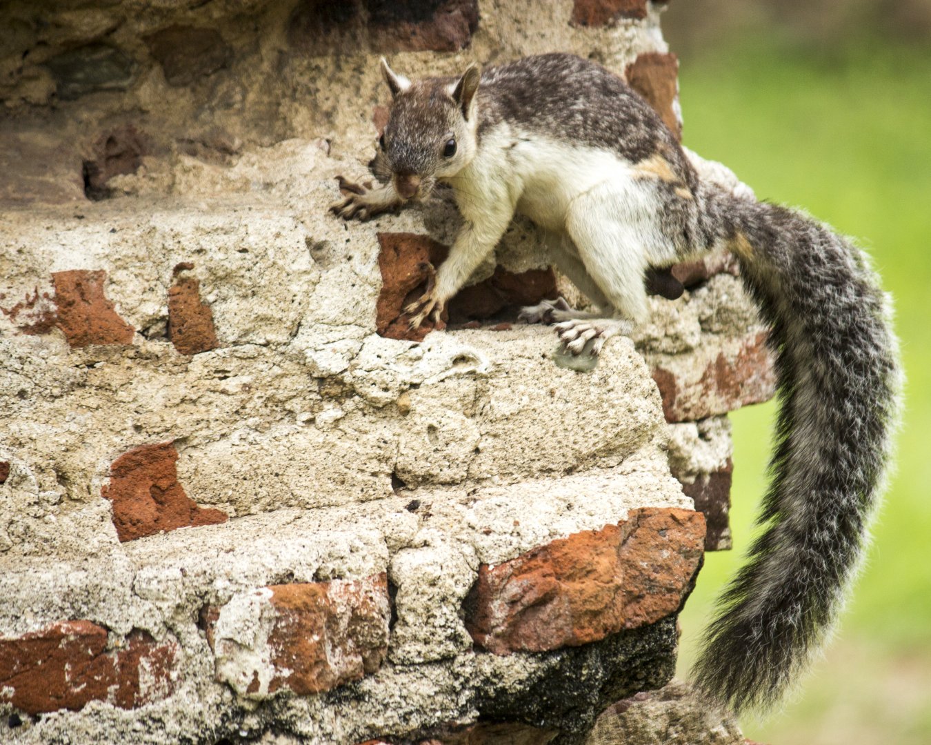 Variegated squirrel, Sciurus variegatoides helveolus
