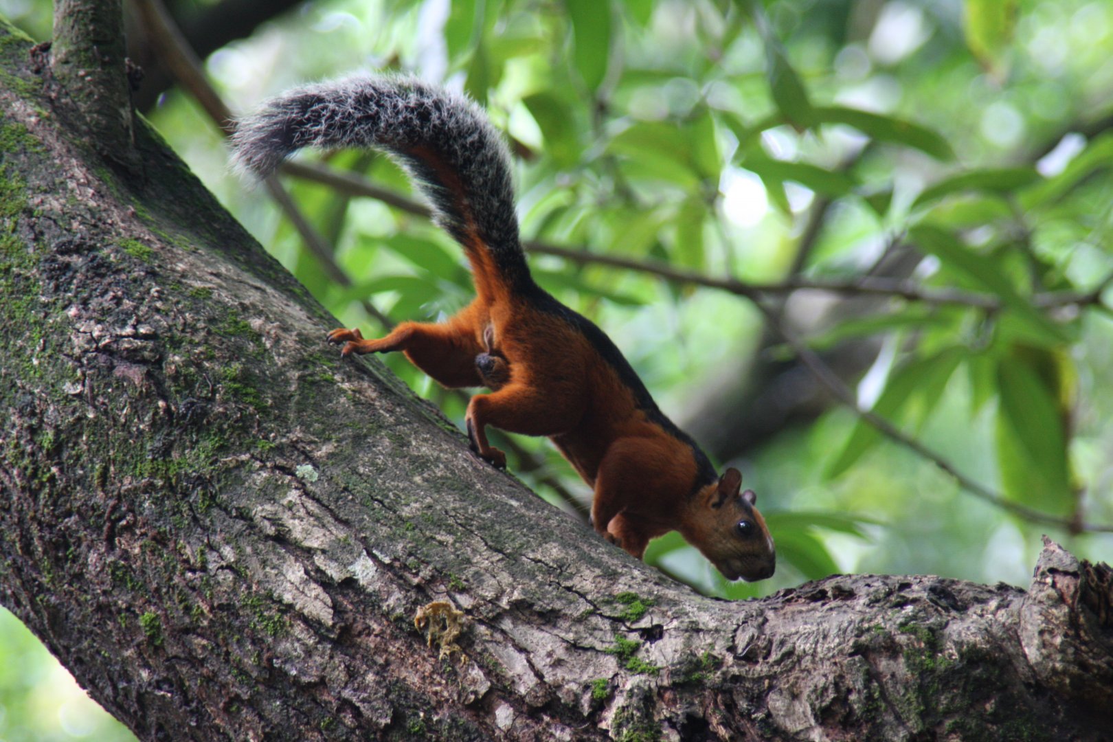 variegated squirrel (Sciurus variegatoides) @ Montezuma 2014